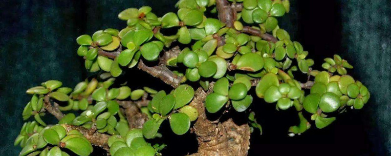 金枝玉叶花语（金枝玉叶花语象征与寓意）