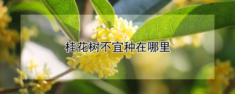 桂花树不宜种在哪里 旺宅最好的树