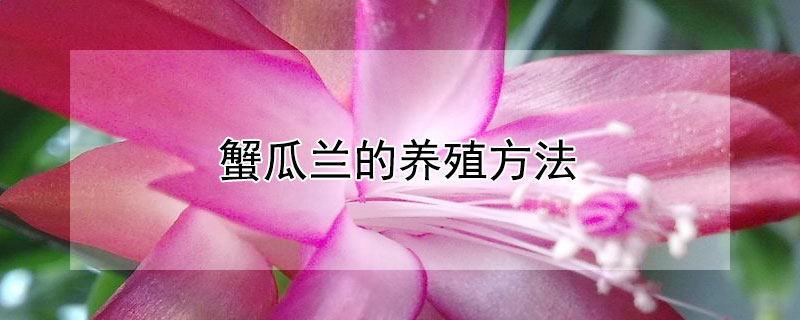 蟹瓜兰的养殖方法 蟹瓜兰的养殖方法和技巧