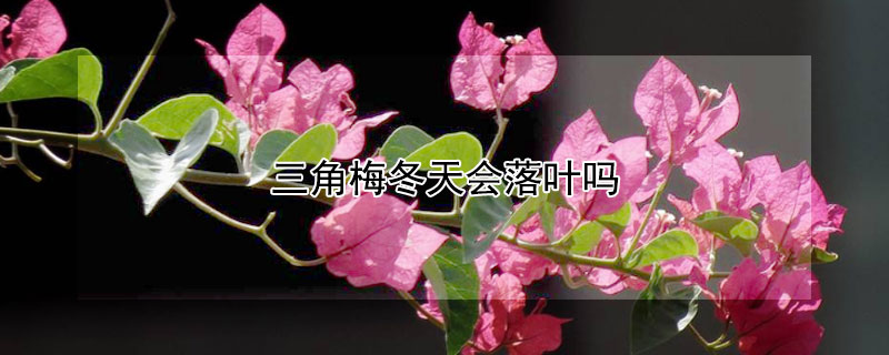 三角梅冬天会落叶吗（三角梅冬天会落叶吗图片）