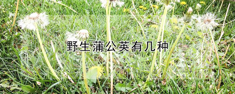 野生蒲公英有几种 野生蒲公英有几种吃法和做法