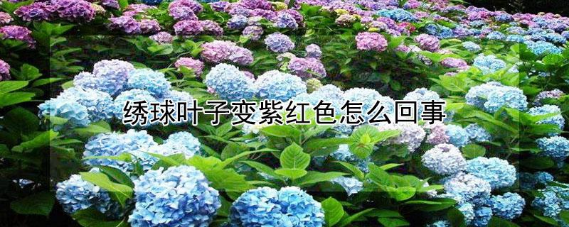 绣球叶子变紫红色怎么回事 绣球叶子变紫红色怎么回事啊