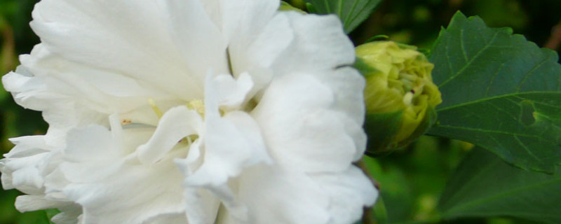 白色扶桑花花语（扶桑有几种颜色的花）