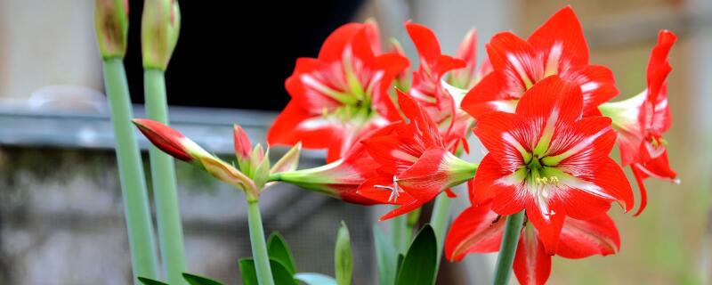 朱顶红开花的寓意 朱顶红开花的寓意是什么