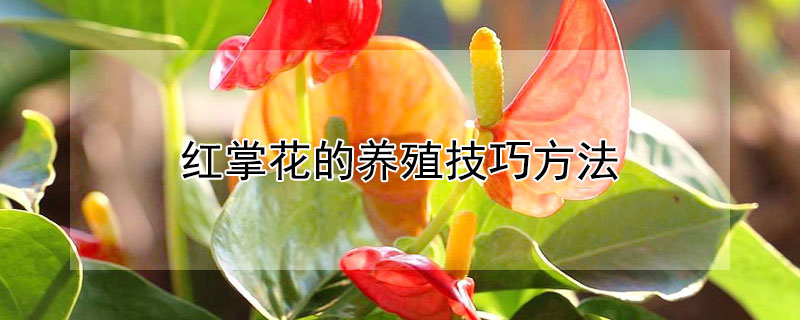 红掌花的养殖技巧方法（红掌花的养殖技巧方法视频）