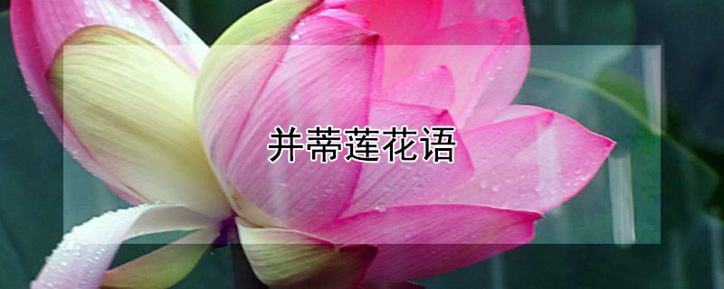 并蒂莲花语 并蒂莲花语和寓意