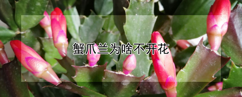 蟹爪兰为啥不开花 蟹爪兰为啥不开花只长叶子