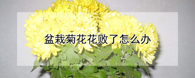 盆栽菊花花败了怎么办 菊花盆栽花谢了怎么办