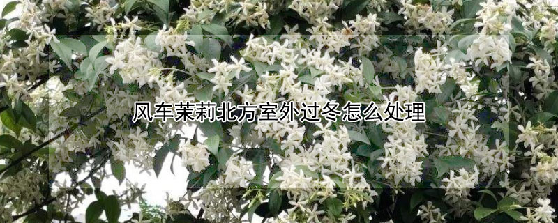 风车茉莉北方室外过冬怎么处理（风车茉莉北方室外过冬怎么处理好）