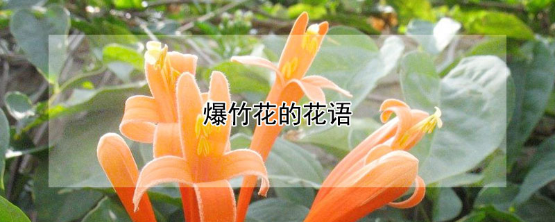 爆竹花的花语 爆竹花的花语是什么