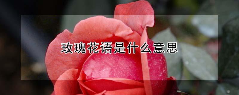 玫瑰花语是什么意思 白玫瑰花语是什么意思
