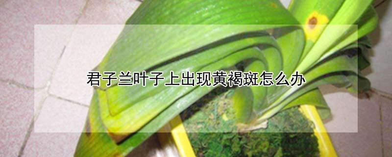 君子兰叶子上出现黄褐斑怎么办（君子兰叶子上出现黄褐斑是什么原因）