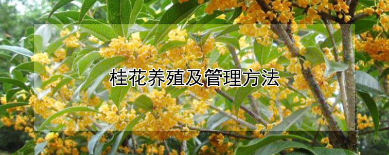 桂花养殖及管理方法 桂花养殖技术