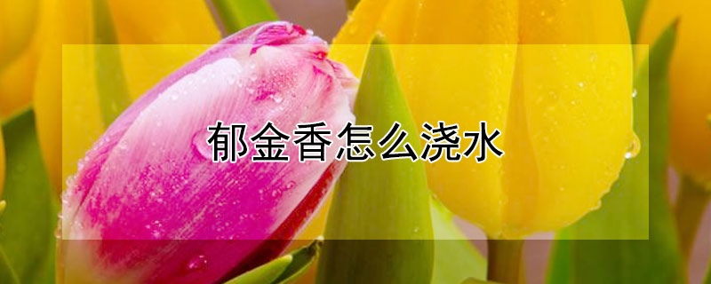 郁金香怎么浇水（土培郁金香怎么浇水）