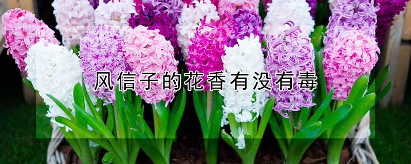 风信子的花香有没有毒 风信子的花香有没有毒素
