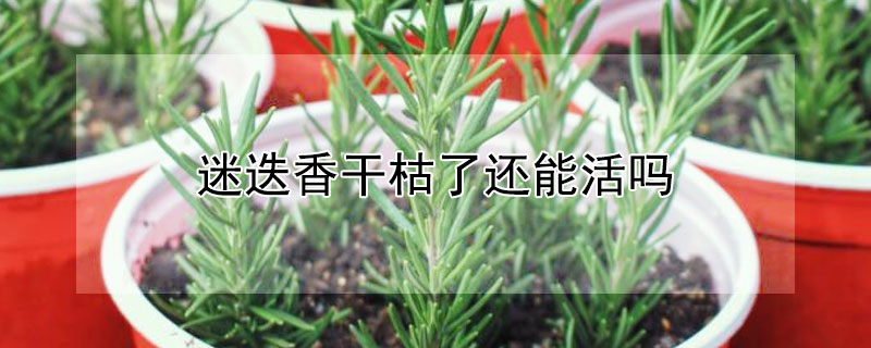 迷迭香干枯了还能活吗（迷迭香干枯是什么原因）