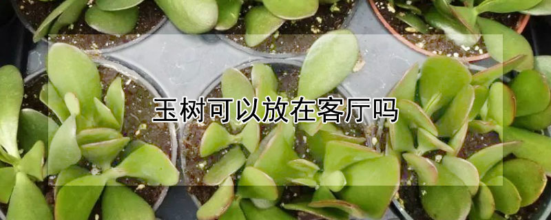 玉树可以放在客厅吗 玉树放客厅哪个位置合适
