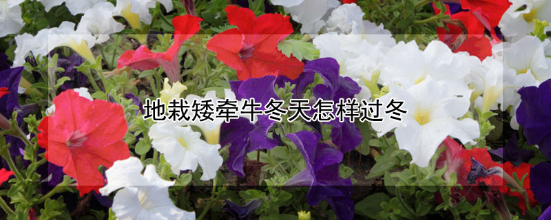 地栽矮牵牛冬天怎样过冬（地栽矮牵牛的管理）