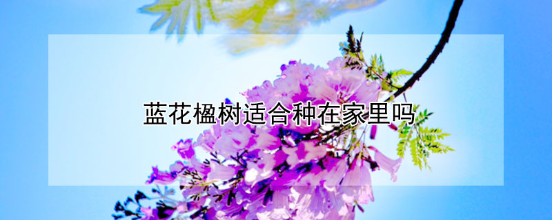 蓝花楹树适合种在家里吗（蓝花楹树适合种在家里吗风水好吗）