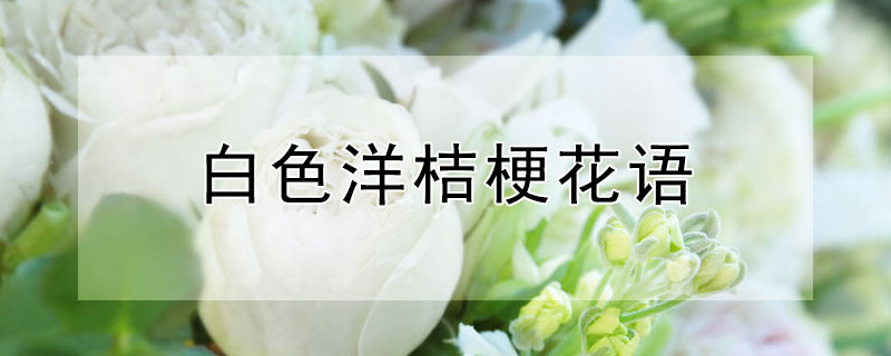 白色洋桔梗花语 白色洋桔梗花语和寓意