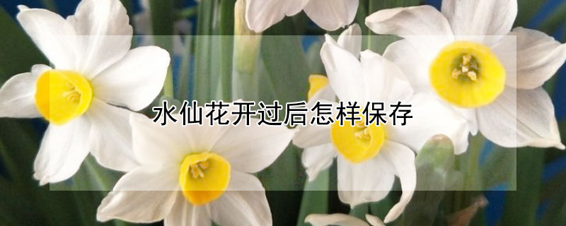 水仙花开过后怎样保存 水仙花开过后怎样保存最好