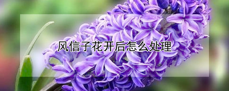 风信子花开后怎么处理（风信子花开后怎么处理好看）