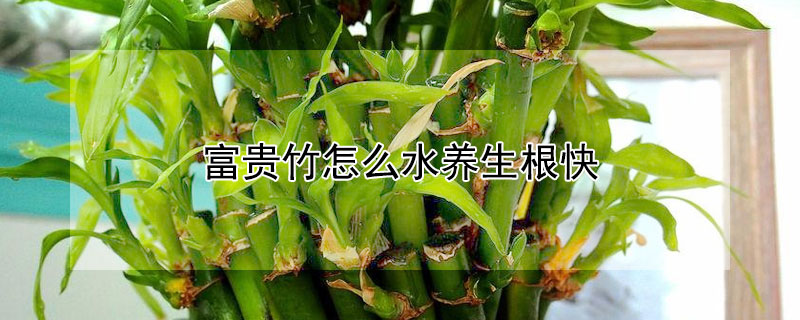 富贵竹怎么水养生根快 富贵竹水养生根快还是土养生根快