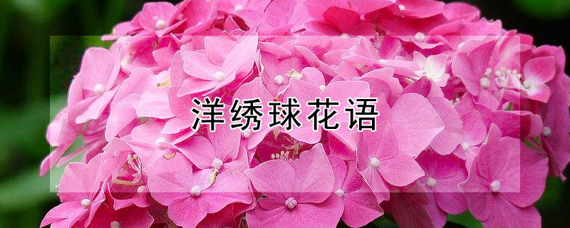洋绣球花语 洋绣球花语和寓意是什么