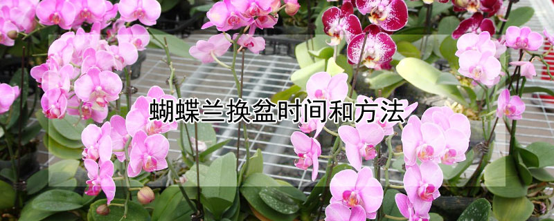 蝴蝶兰换盆时间和方法 蝴蝶兰换盆时间和方法视频