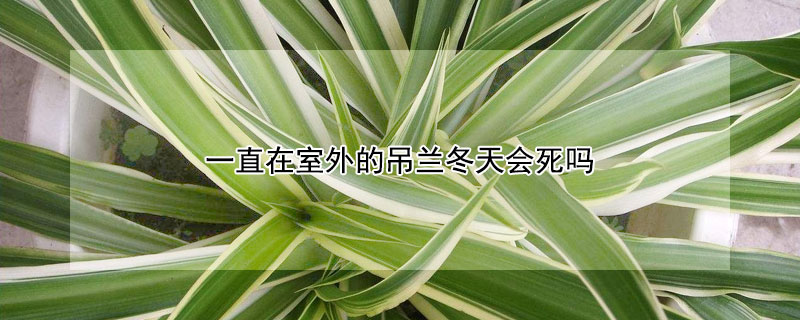 一直在室外的吊兰冬天会死吗 吊兰冬天在室外能过冬吗