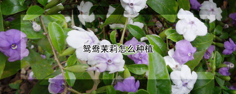 鸳鸯茉莉怎么种植 鸳鸯茉莉怎么养殖