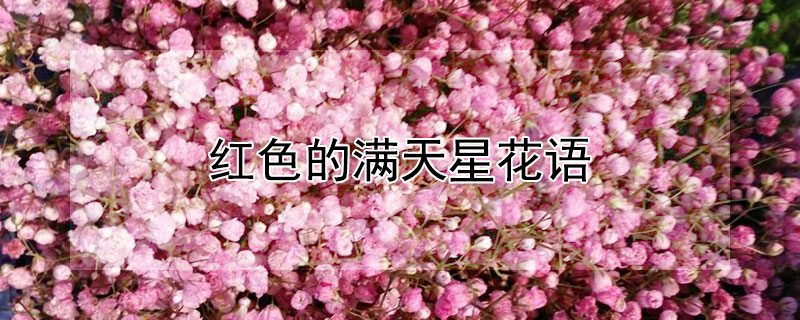 红色的满天星花语 红色满天星花语和寓意
