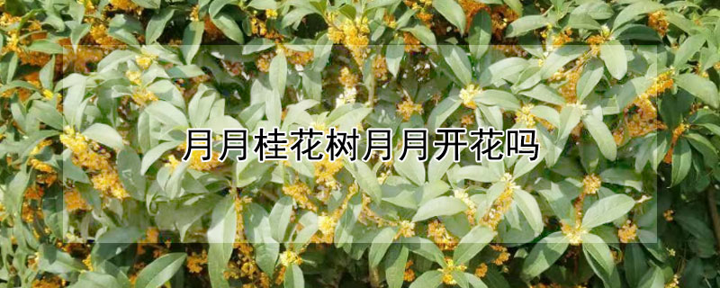 月月桂花树月月开花吗（月月桂花树怎么养才长得好）
