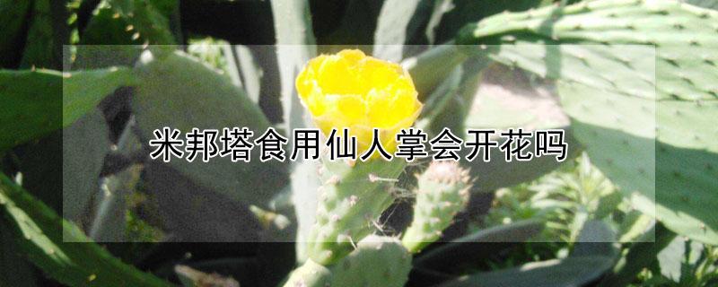 米邦塔食用仙人掌会开花吗 正宗米邦塔食用仙人掌