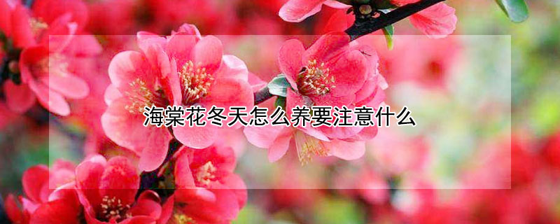 海棠花冬天怎么养要注意什么 海棠花冬天如何养护