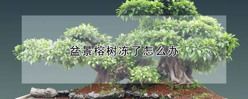 盆景榕树冻了怎么办（盆栽榕树冻了还能活吗）