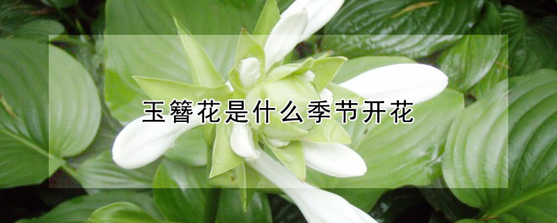 玉簪花是什么季节开花（玉簪花是什么季节开的）