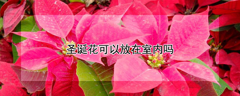 圣诞花可以放在室内吗（圣诞花可以放在室内吗冬天）