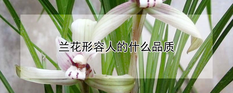 兰花形容人的什么品质 兰花形容人的什么品质