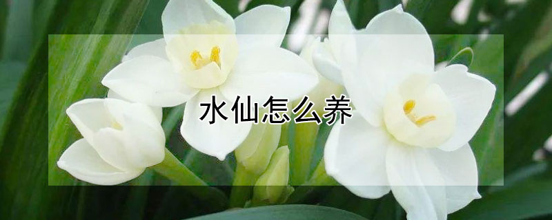 水仙怎么养 水仙怎么养殖
