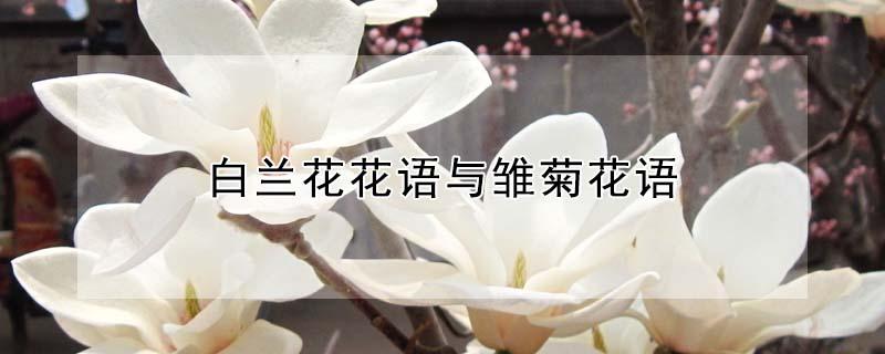 白兰花花语与雏菊花语（白兰的花语和象征）