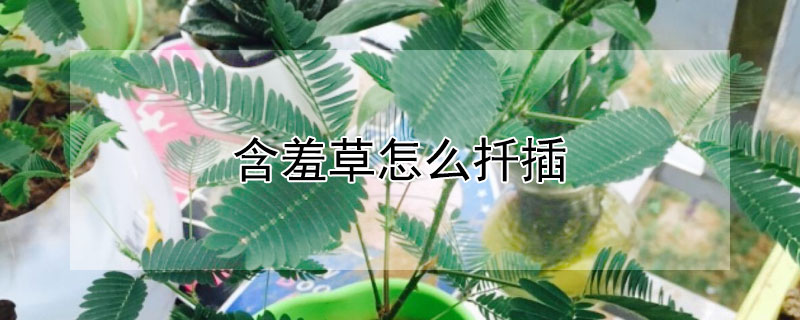 含羞草怎么扦插（含羞草怎么扦插种植）