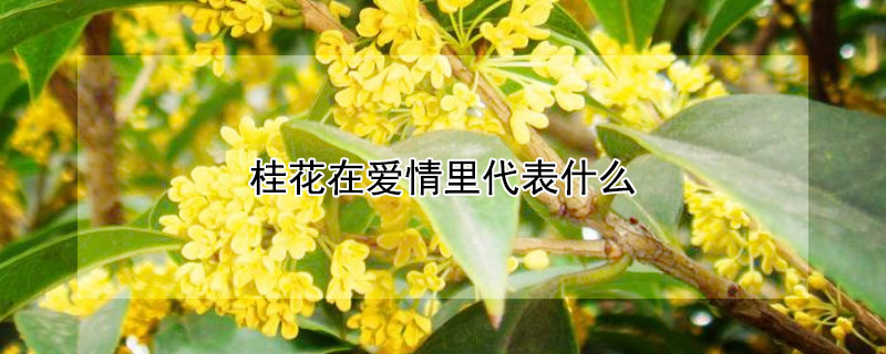 桂花在爱情里代表什么 欲买桂花同载酒言外之意