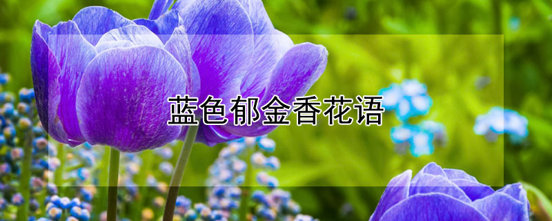 蓝色郁金香花语 蓝色郁金香花语暗示什么