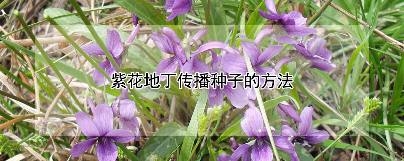 紫花地丁传播种子的方法（紫花地丁怎么传播种子）