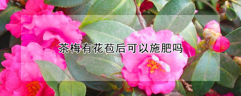 茶梅有花苞后可以施肥吗 茶梅有花苞后可以施肥吗视频