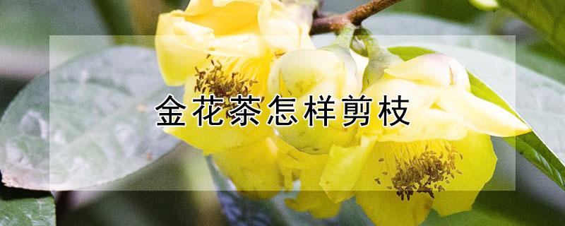 金花茶怎样剪枝（金花茶怎样剪枝最好）