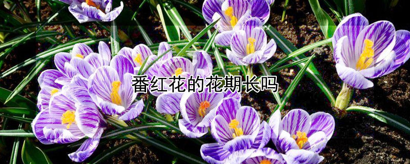 番红花的花期长吗（番红花能活几年）