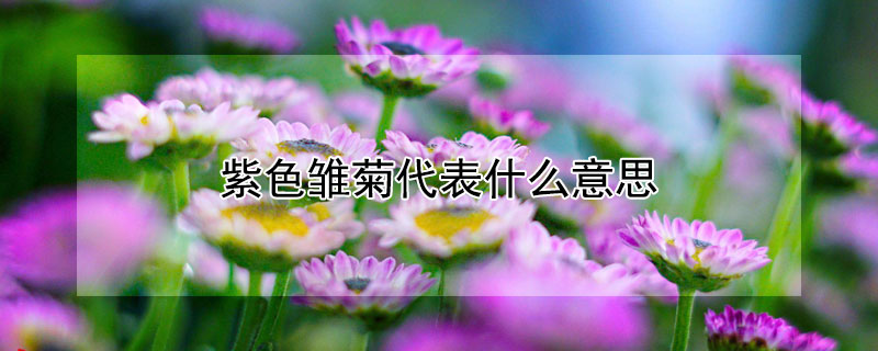 紫色雏菊代表什么意思 紫色雏菊的花语是什么?