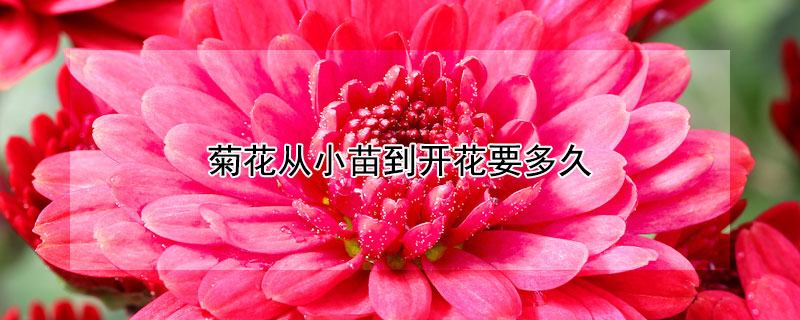 菊花从小苗到开花要多久 菊花从小苗到开花要多久才能开花